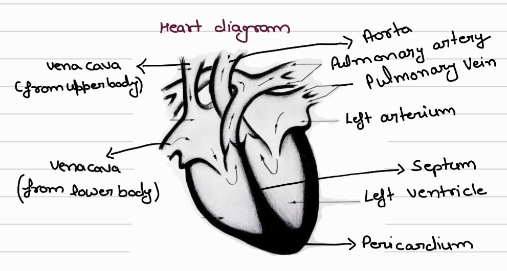 Well labelled Diagram Of Human Heart