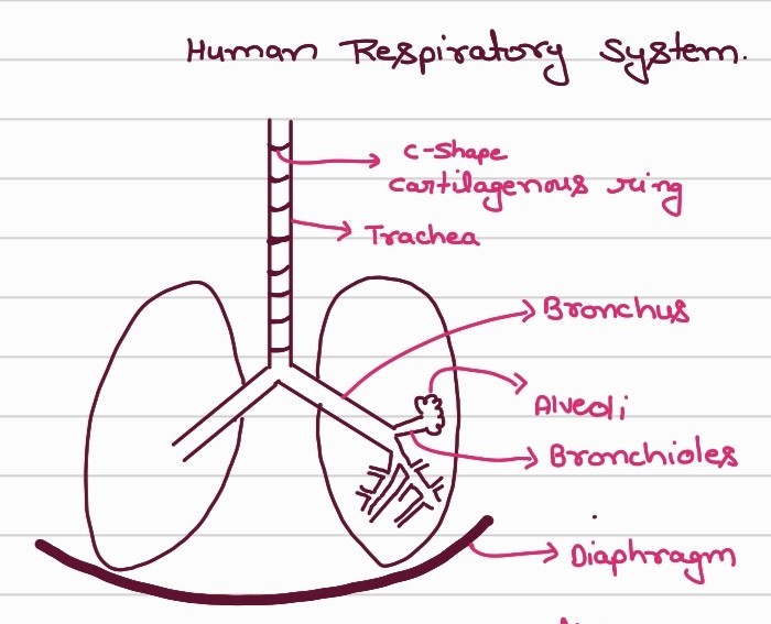 Human Respiratory System
