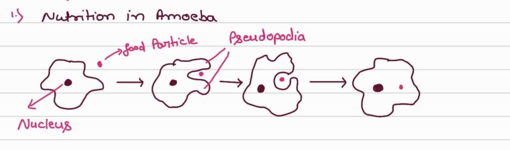 Nutrition in Amoeba