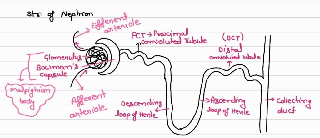 Structure Of Nephron